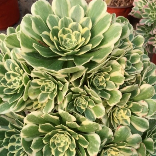 石*娃迈巴赫法师多肉植物68号