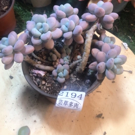 香水洛神，2194，一物一拍