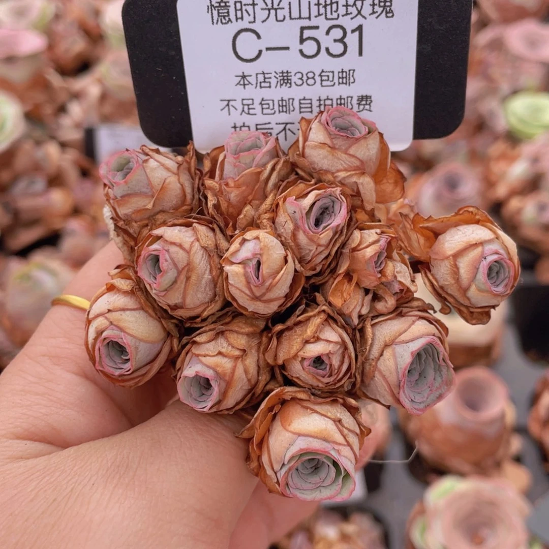 山地玫瑰C531裸根发货断枝不包损不售后