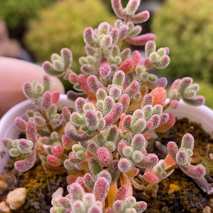 冬****3252粉冰晶。