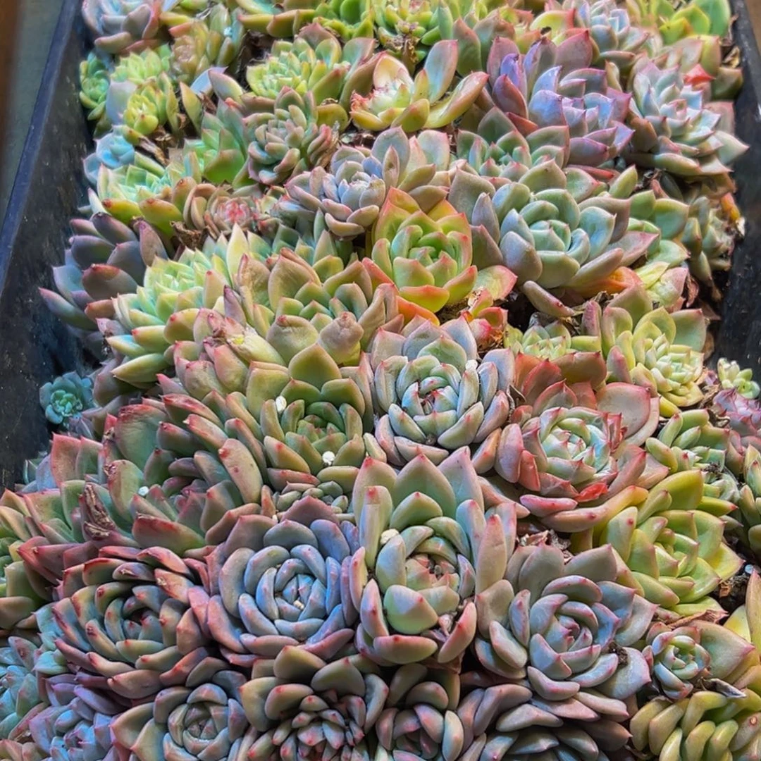 736吃吃吃gv个还不回家