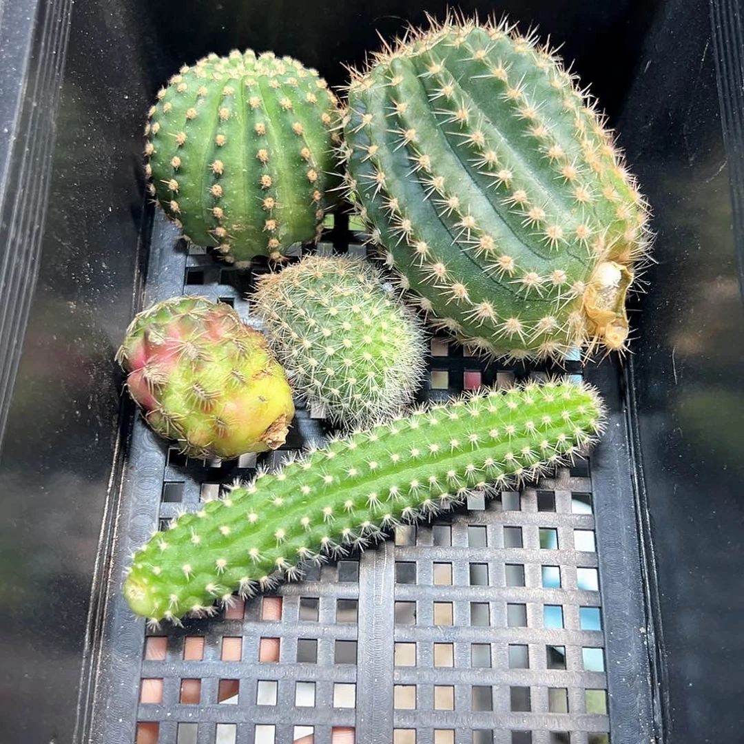 五个属各一颗福利球