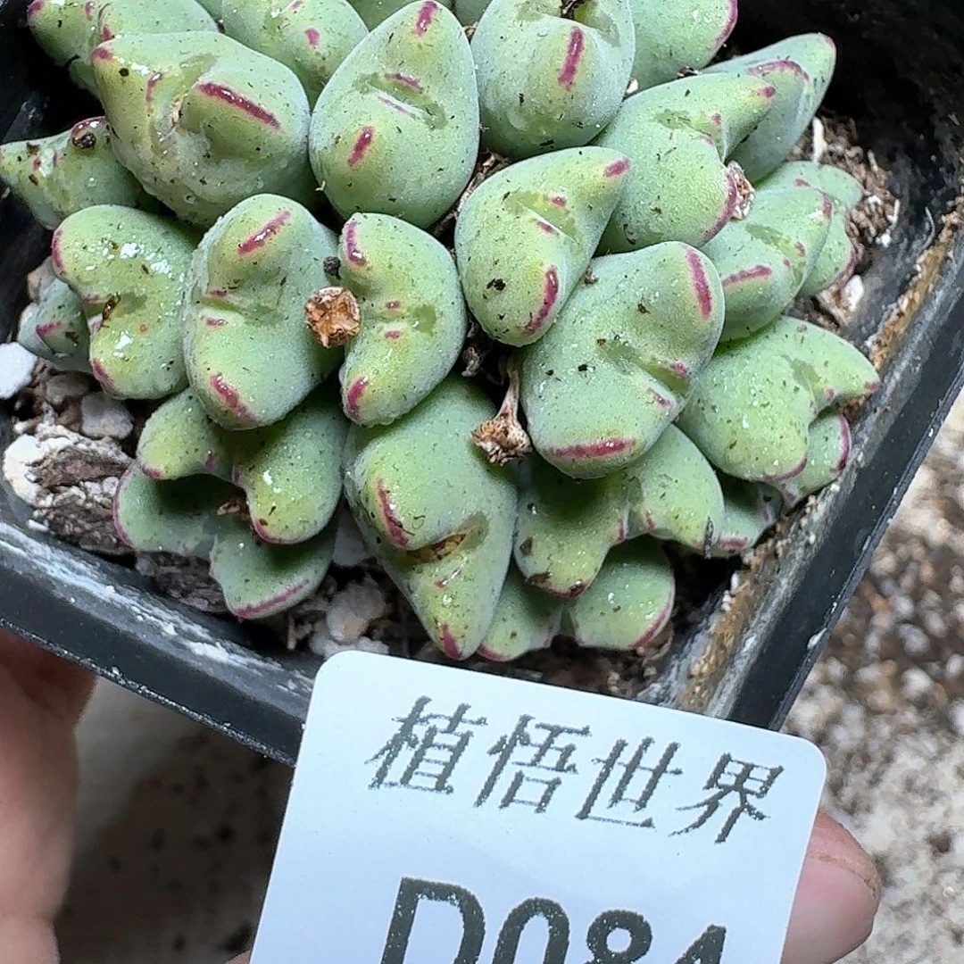 094号多肉植物哇f g v