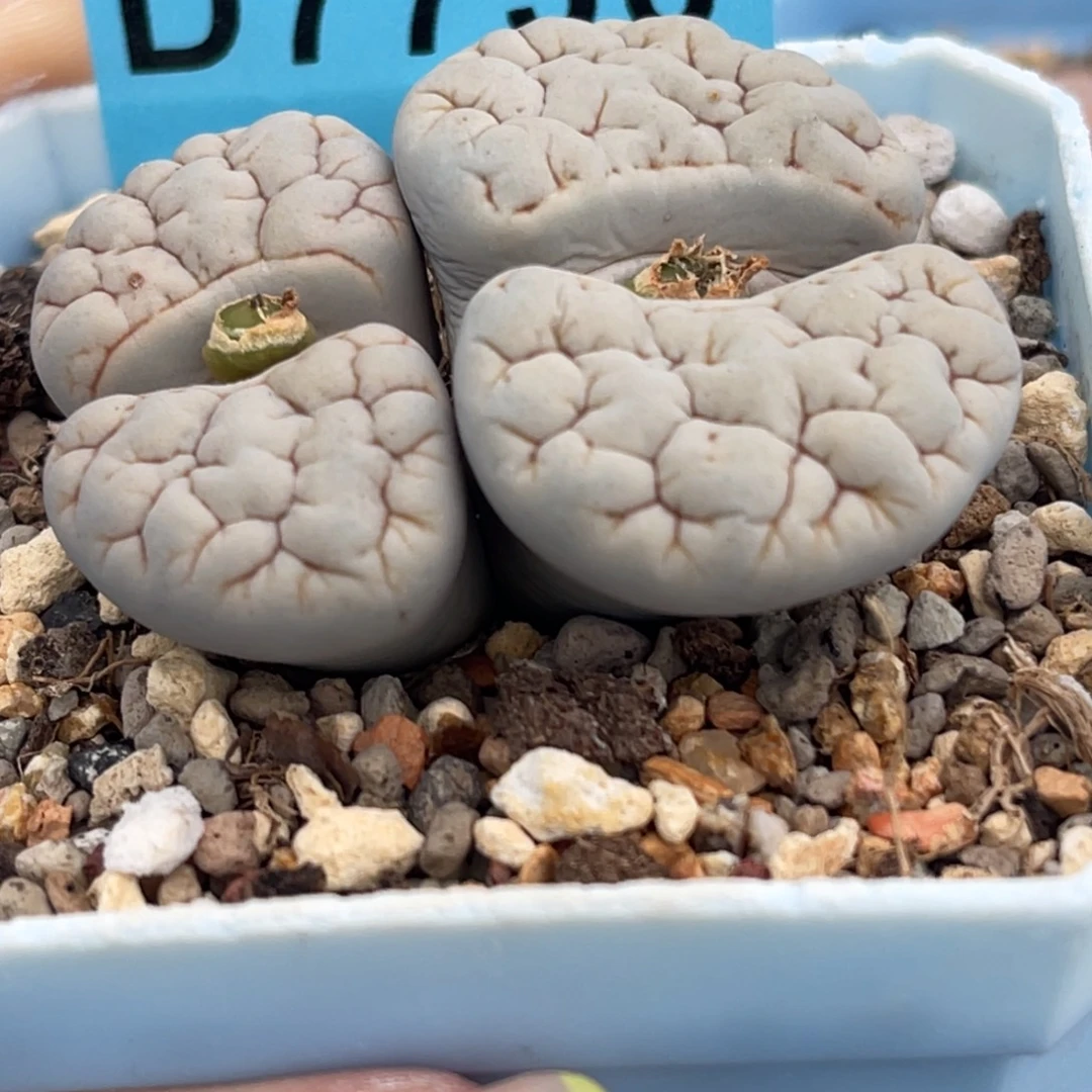 7736双头凹凸脑纹189一颗