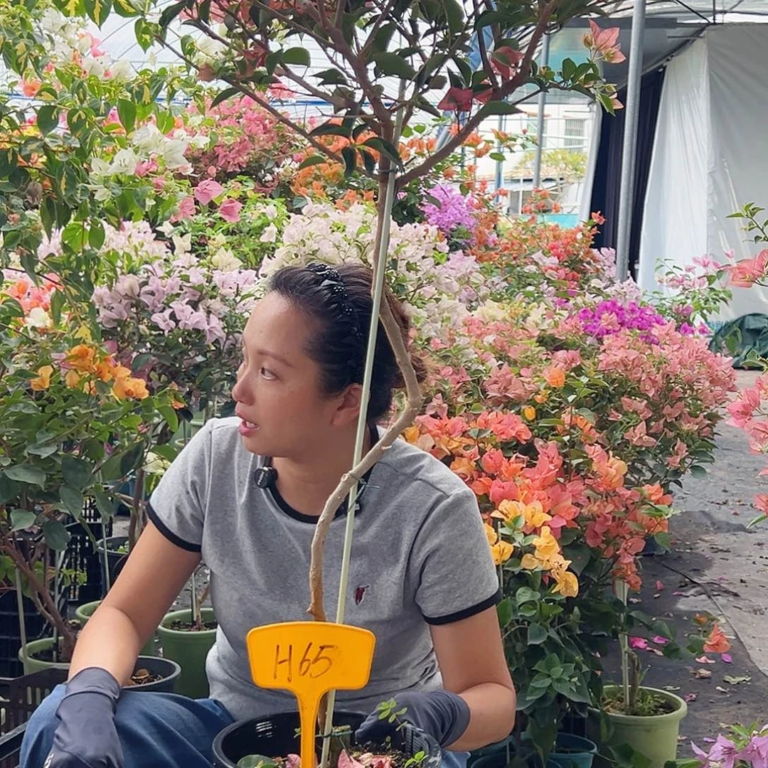 可***@大部分花苞少量开放H65卡亚塔