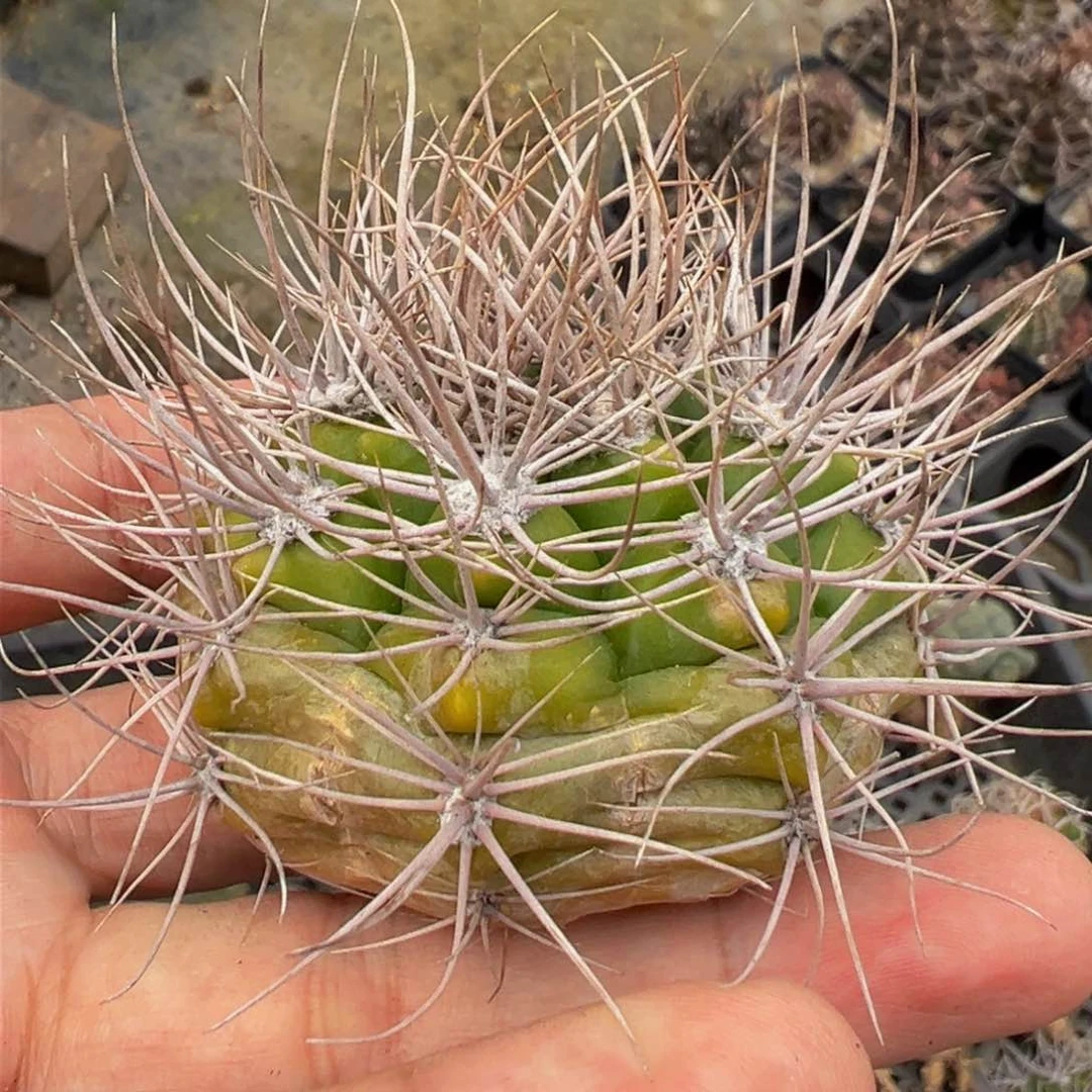 345实生根多肉植物裸根发货