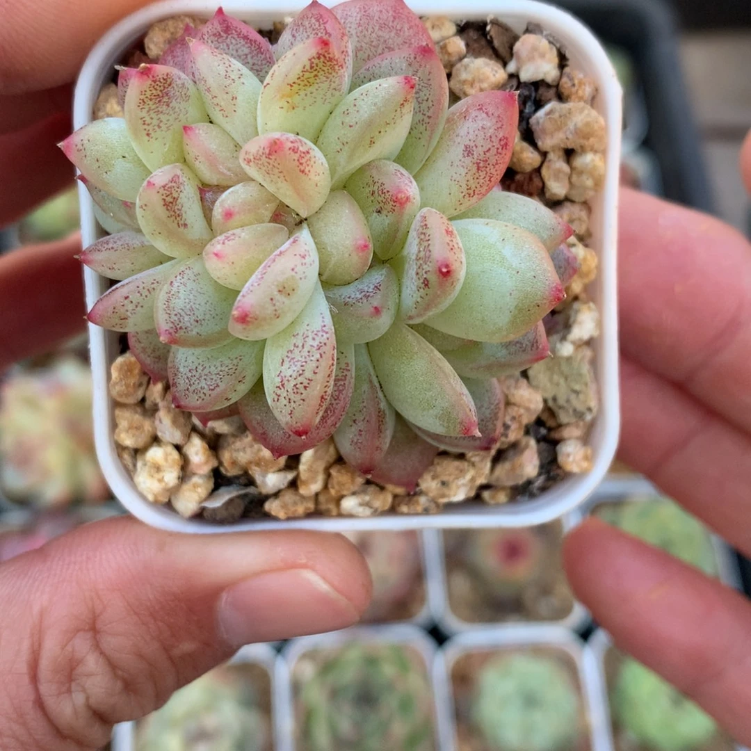 6头。  珍妮朵朵。   缀化。    18号