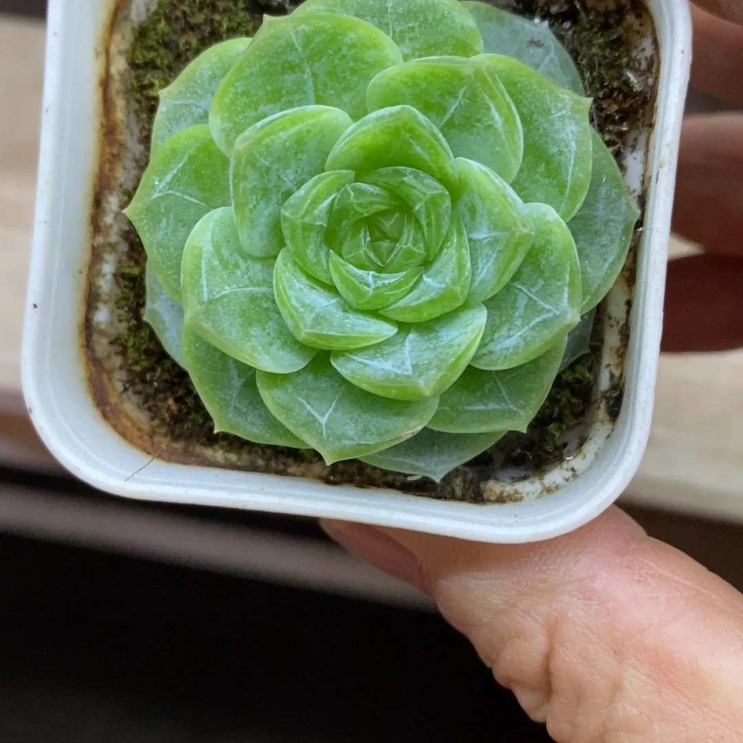 精品多肉一物一拍不包整180