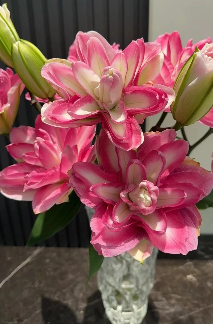 一首花卉（莲花美景）重瓣百合，云南基地发货