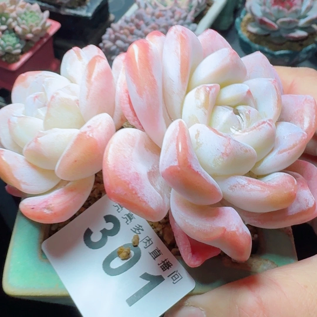 老桩冰玉      愿你一路坦途，乘风破浪展宏图