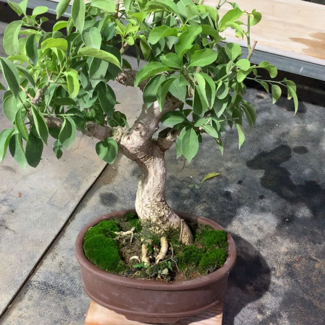 当前无花栽培后可以开花真弓一盆