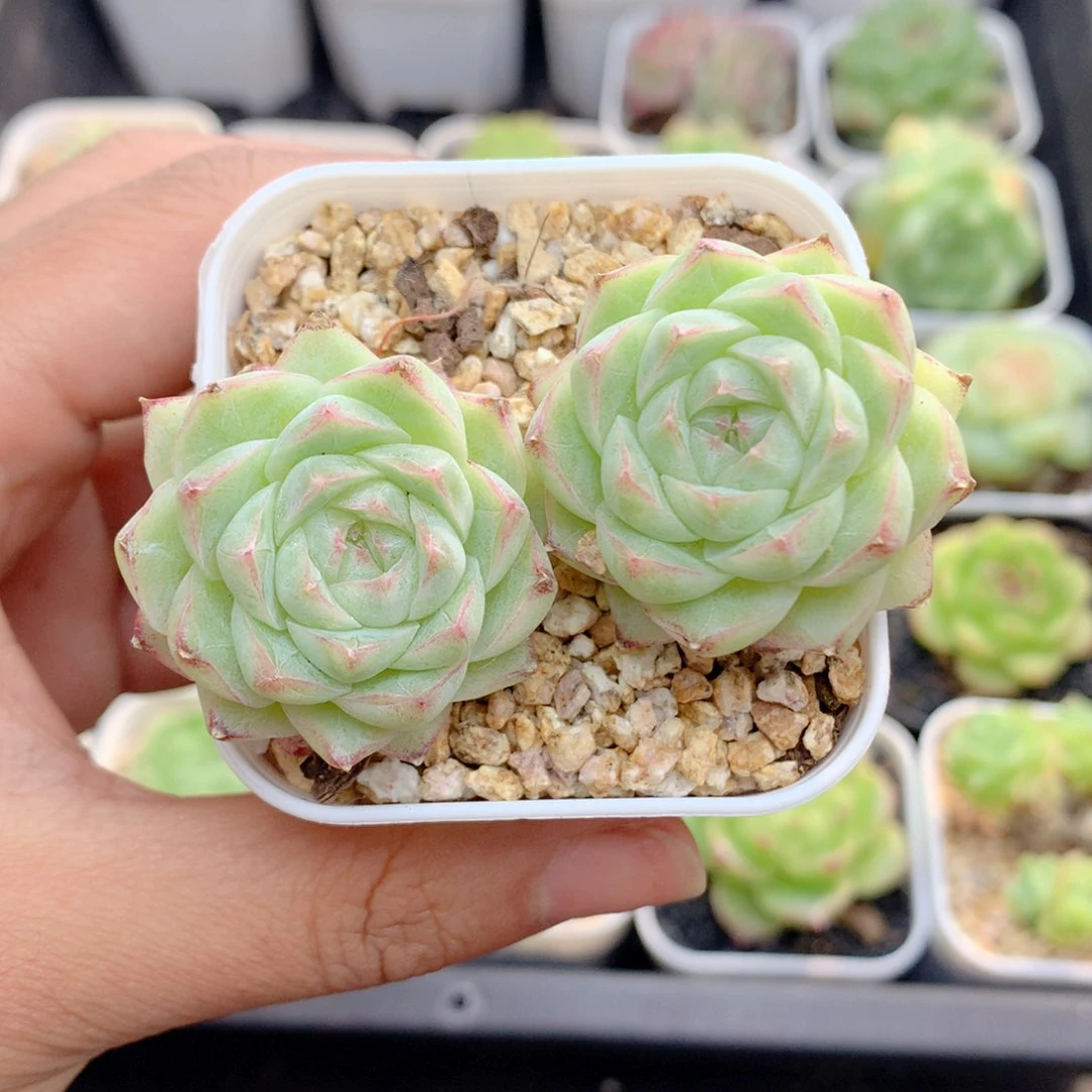 58包邮 群生不包整52