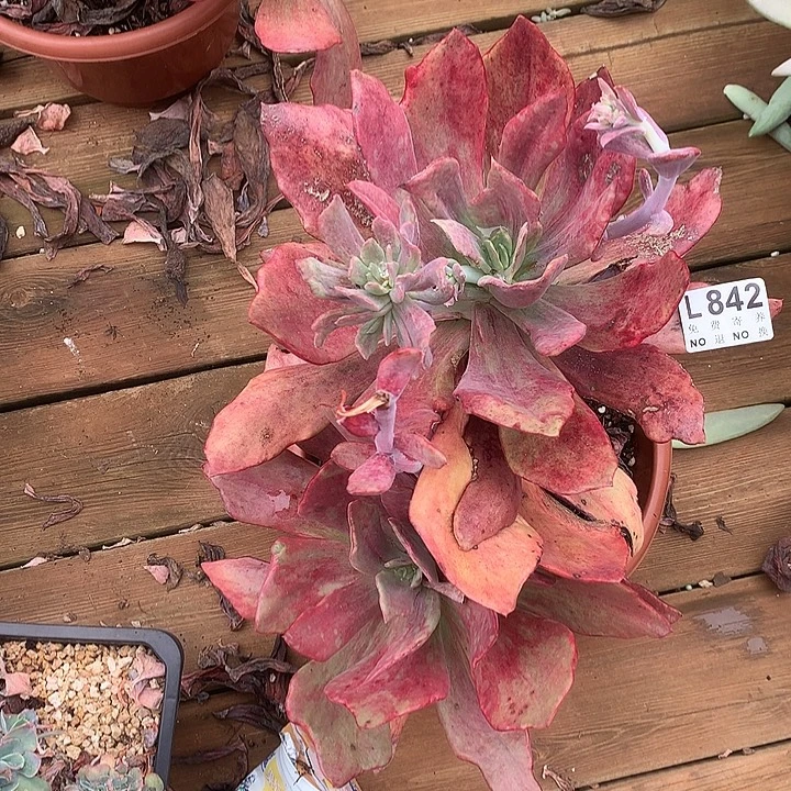 钻石锦老桩 多肉植物9.28号发