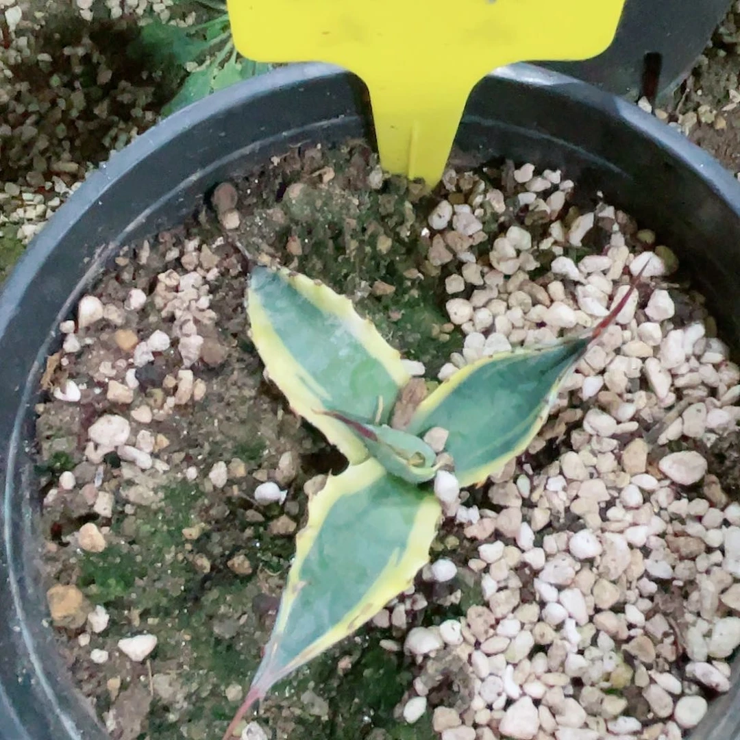 炫*伽罗舞者小苗龙舌兰包邮