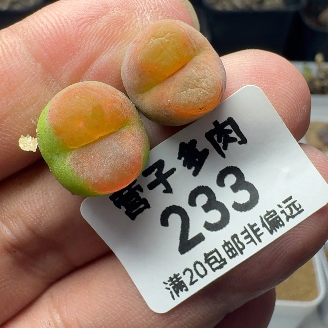 水蜜桃1430.5两颗。