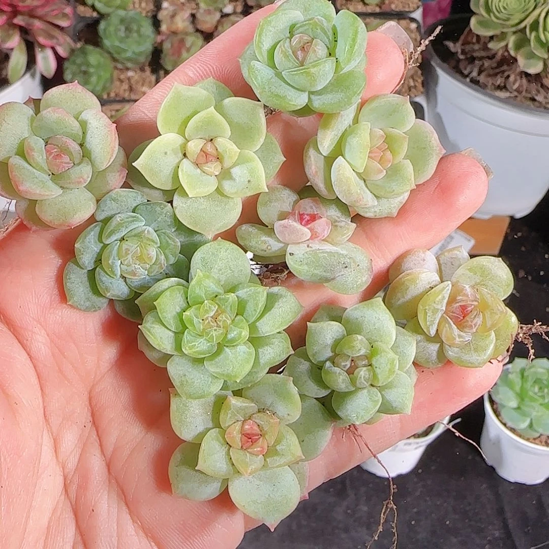 0621--,-8糖心珍妮
