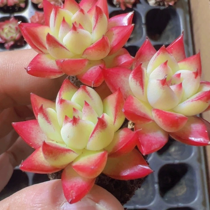 女王麦秆精品多肉植物