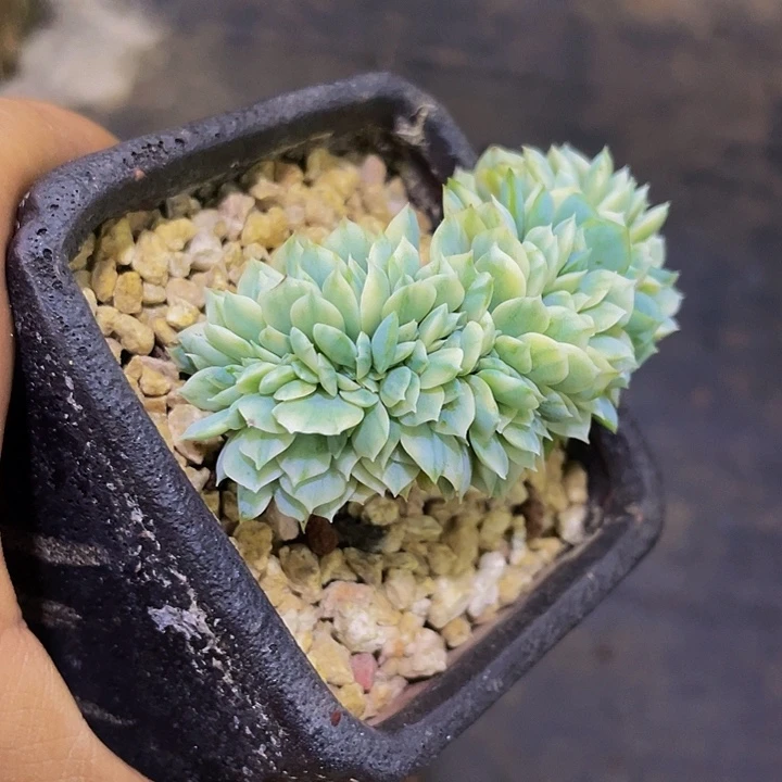 冰梅锦缀化哦哦哦哦