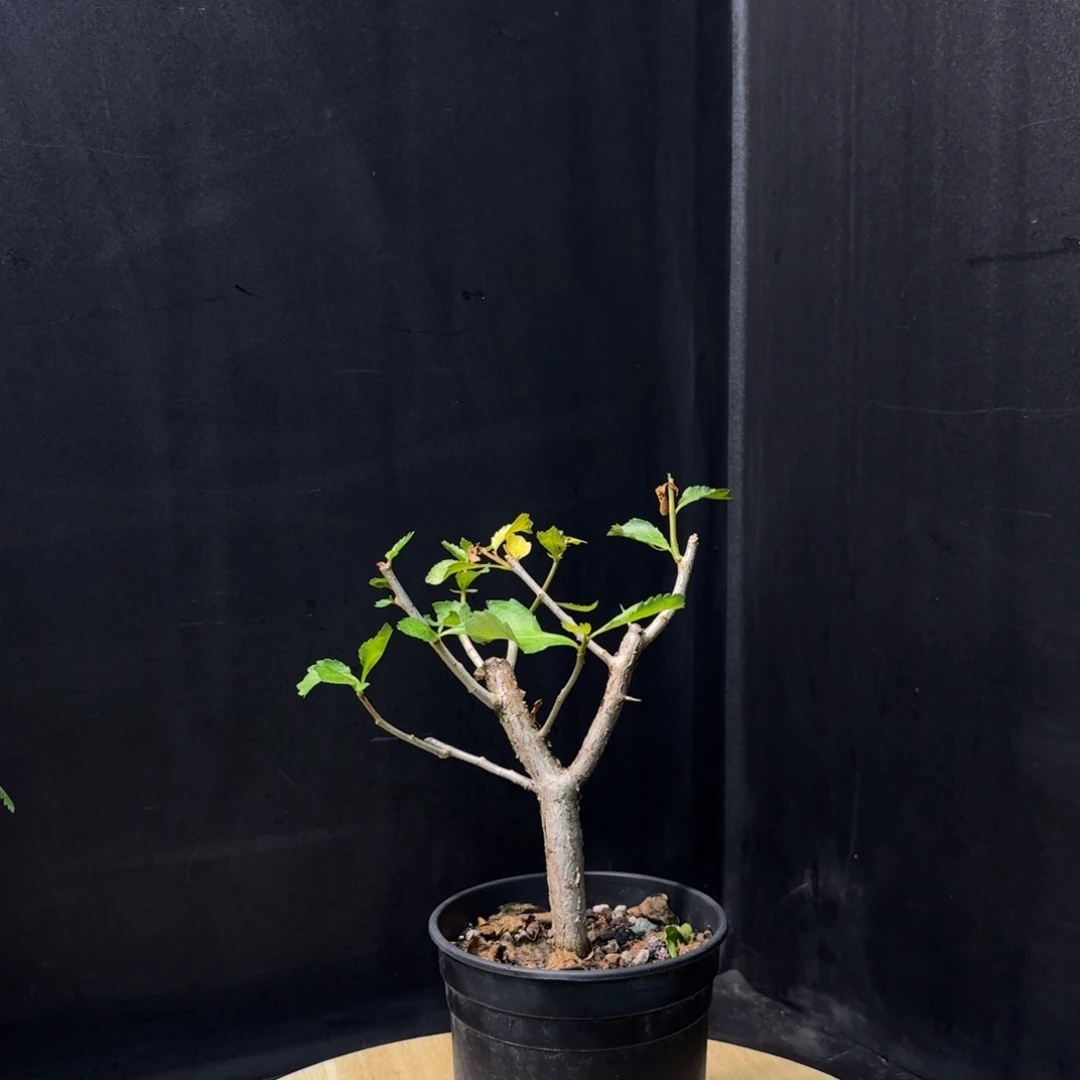 怀特橄榄带盆土。