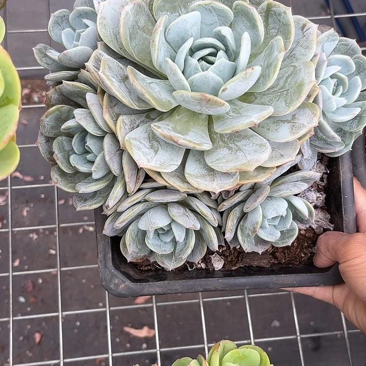 晨语多肉一物一拍劳林