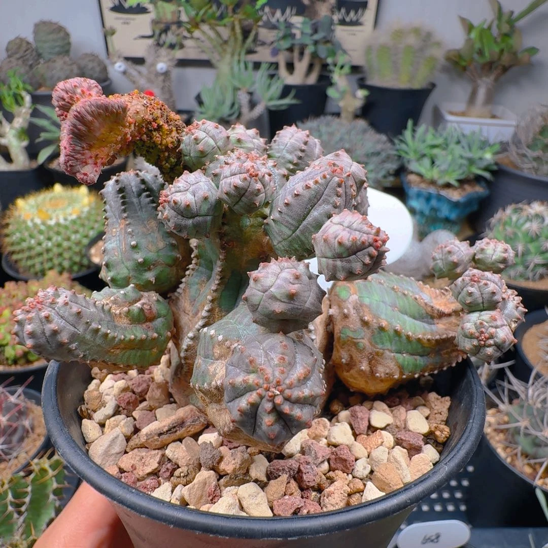 陈*他522布纹球缀化晨夕花坊