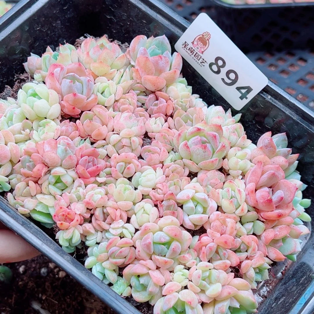 多肉植物多肉植物