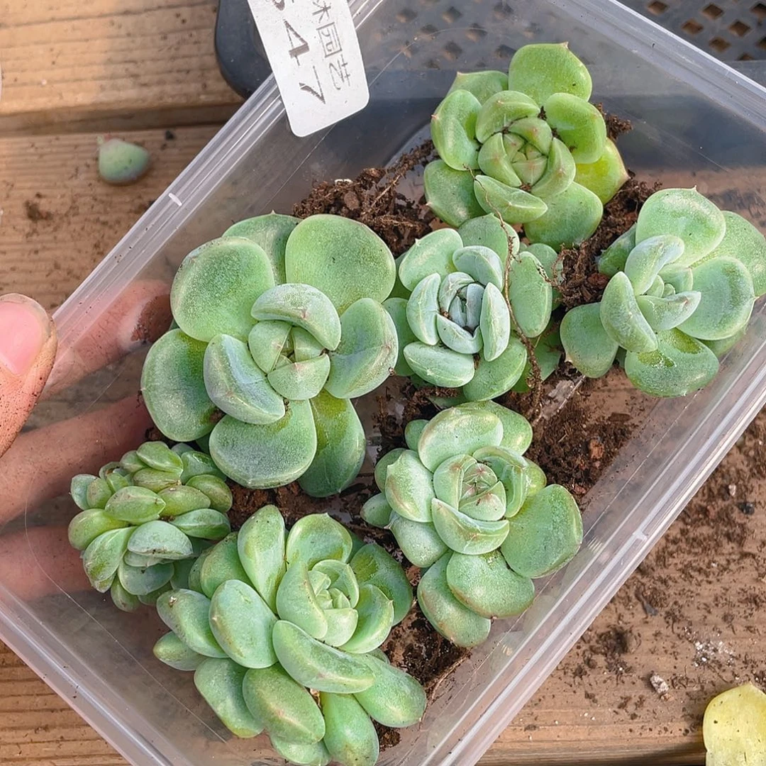 多肉植物多肉植物547