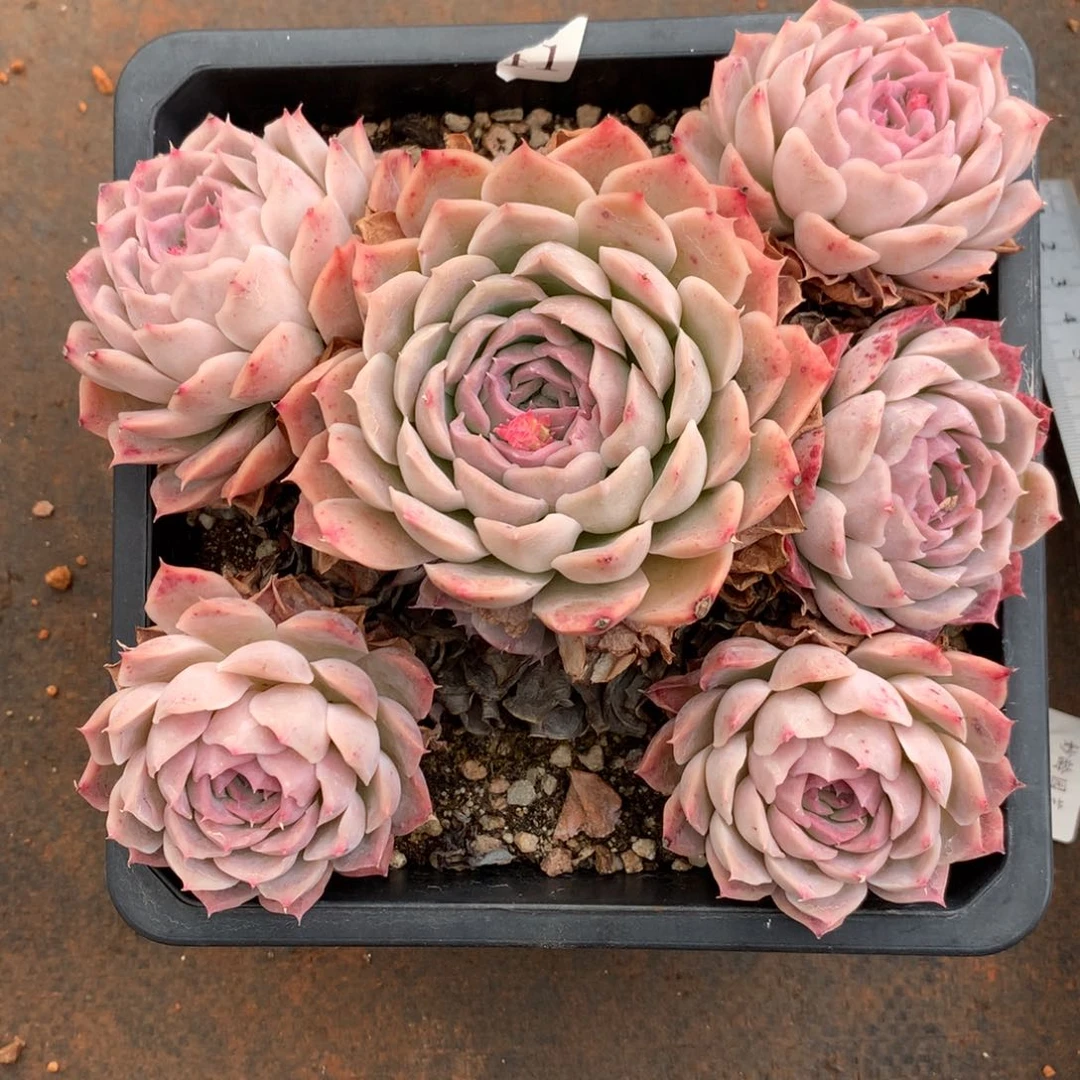 3590杂交多肉植物