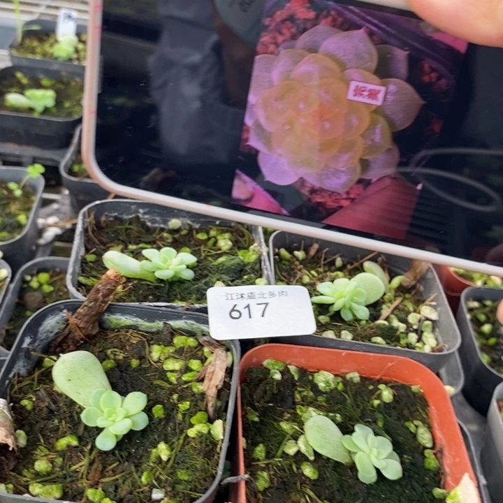 标617甜心p100一个多肉