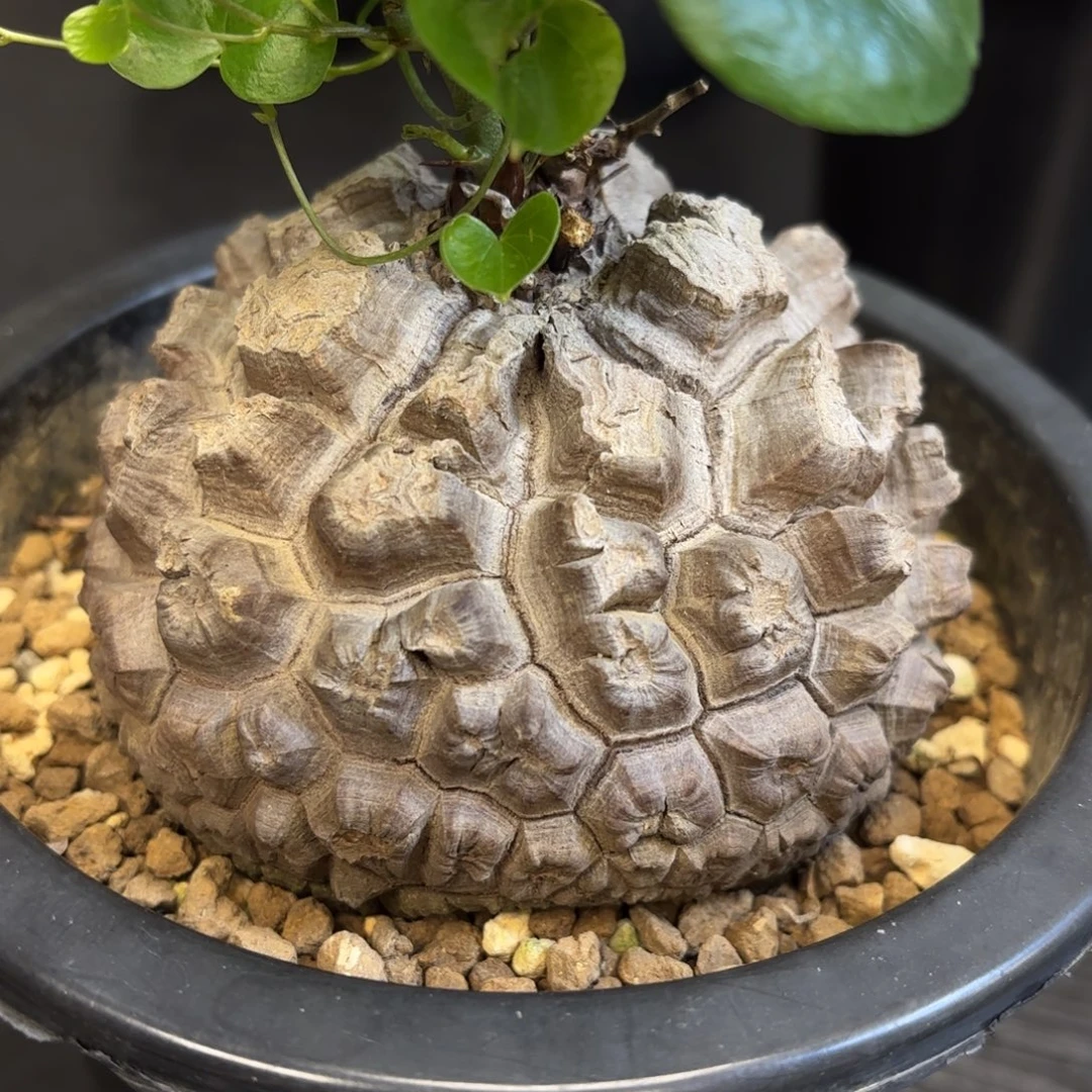1号日系龟甲龙带盆包邮尺寸