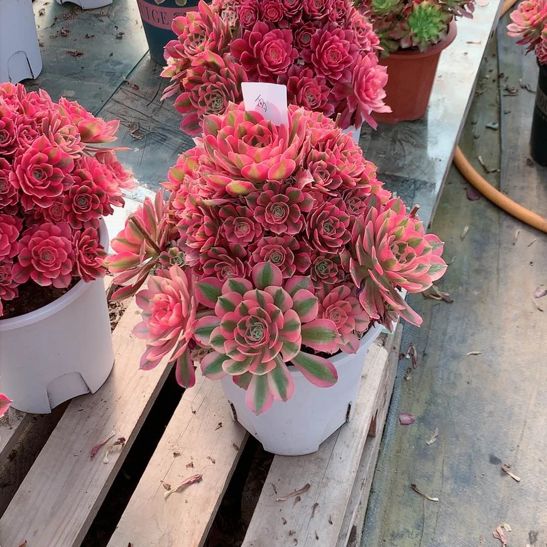 【闪购商品】雪粉女巫，多肉