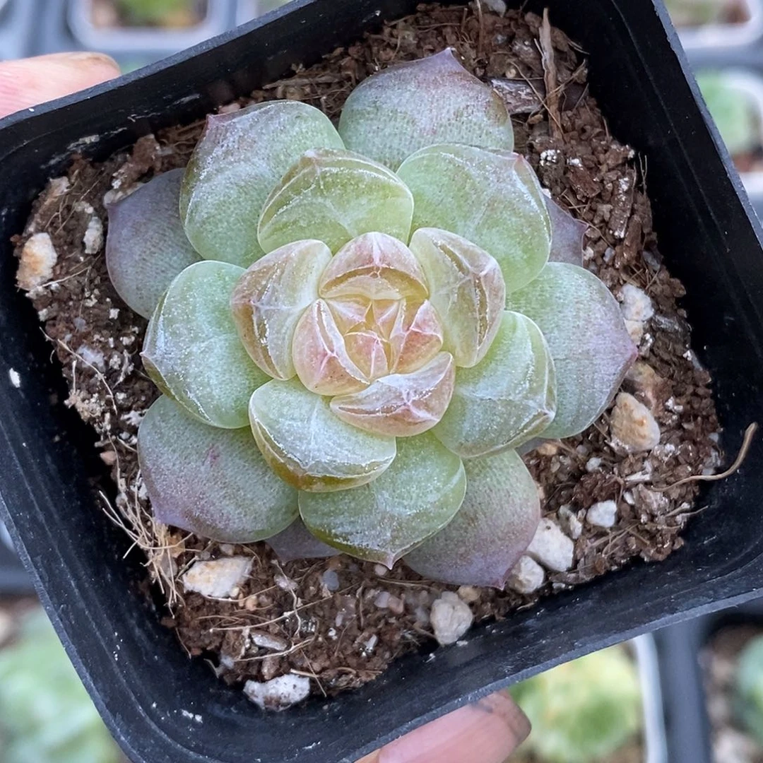 黛玉多肉植物1颗哈