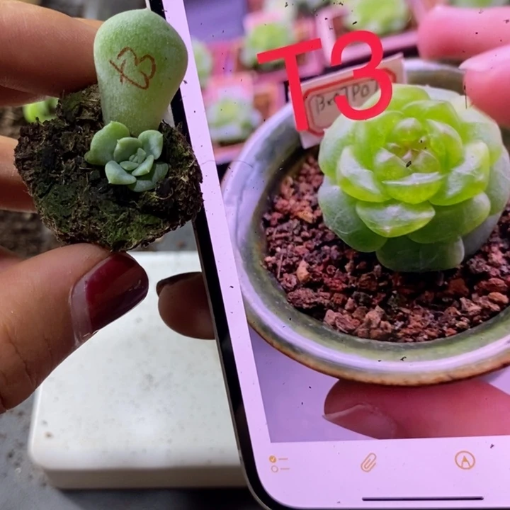 甜心t3芽苗一个多多肉