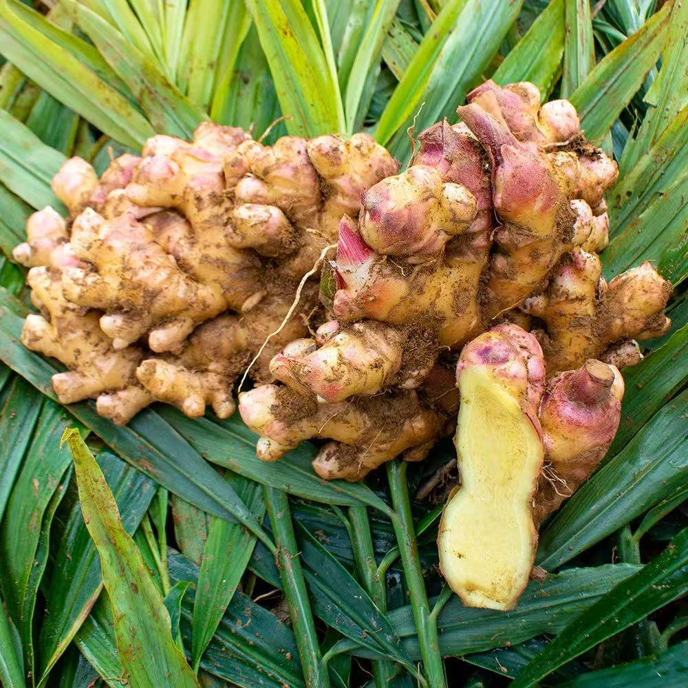 新鲜采挖云南小黄姜应季蔬菜新鲜生淹凉拌清脆爽口