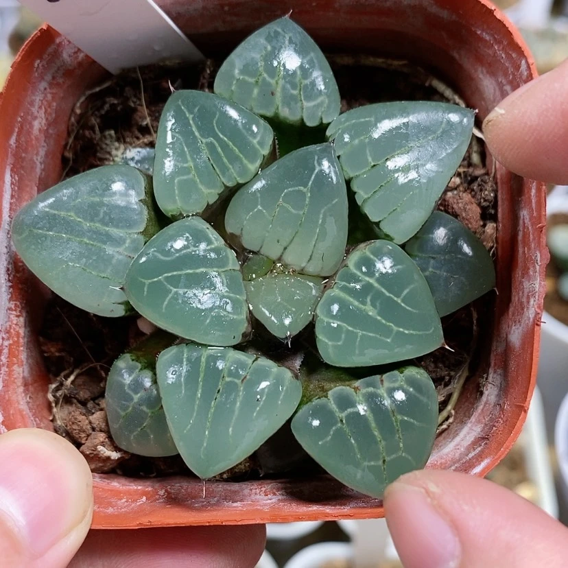 【闪购商品】99水晶葡萄