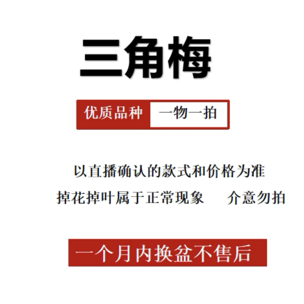 四季同安红，运输途中会落花落叶，一物一拍