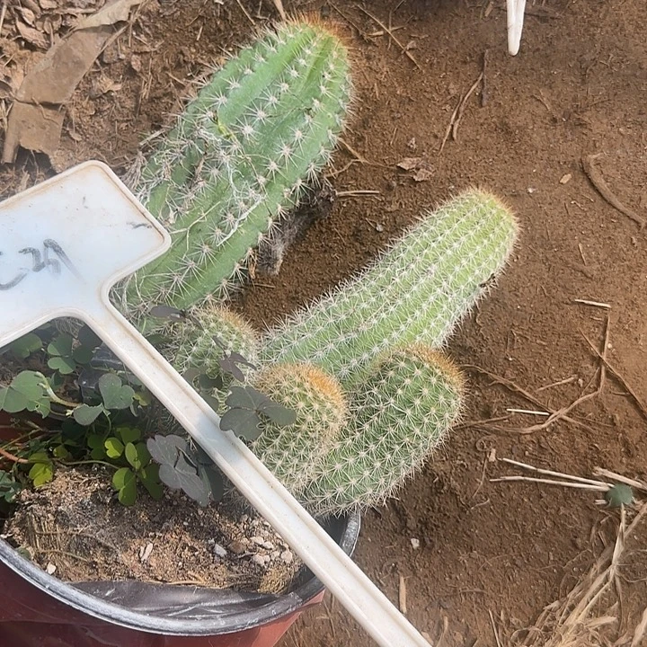 *****C31毛花柱丝实生的25的毛花柱