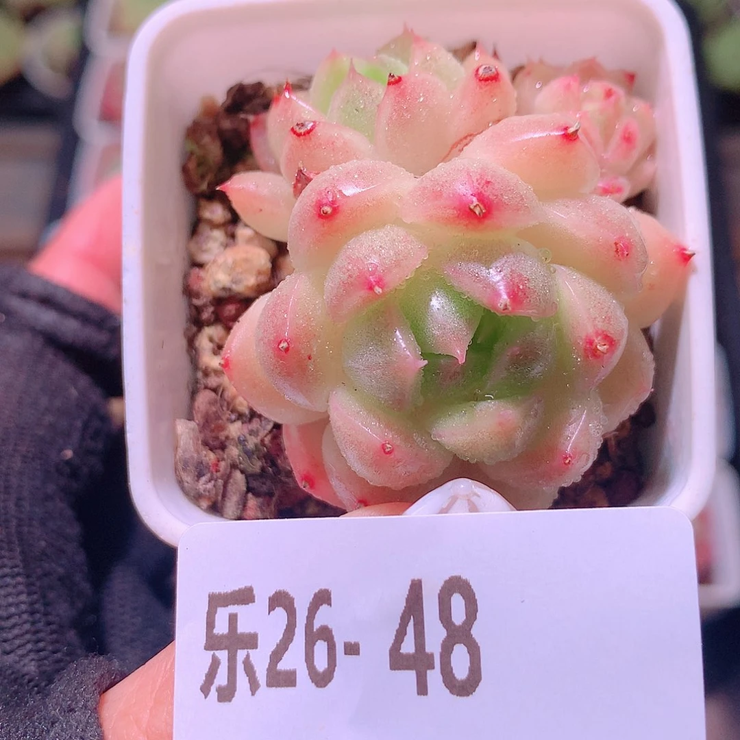 乐然26-48 麦秆 不包整