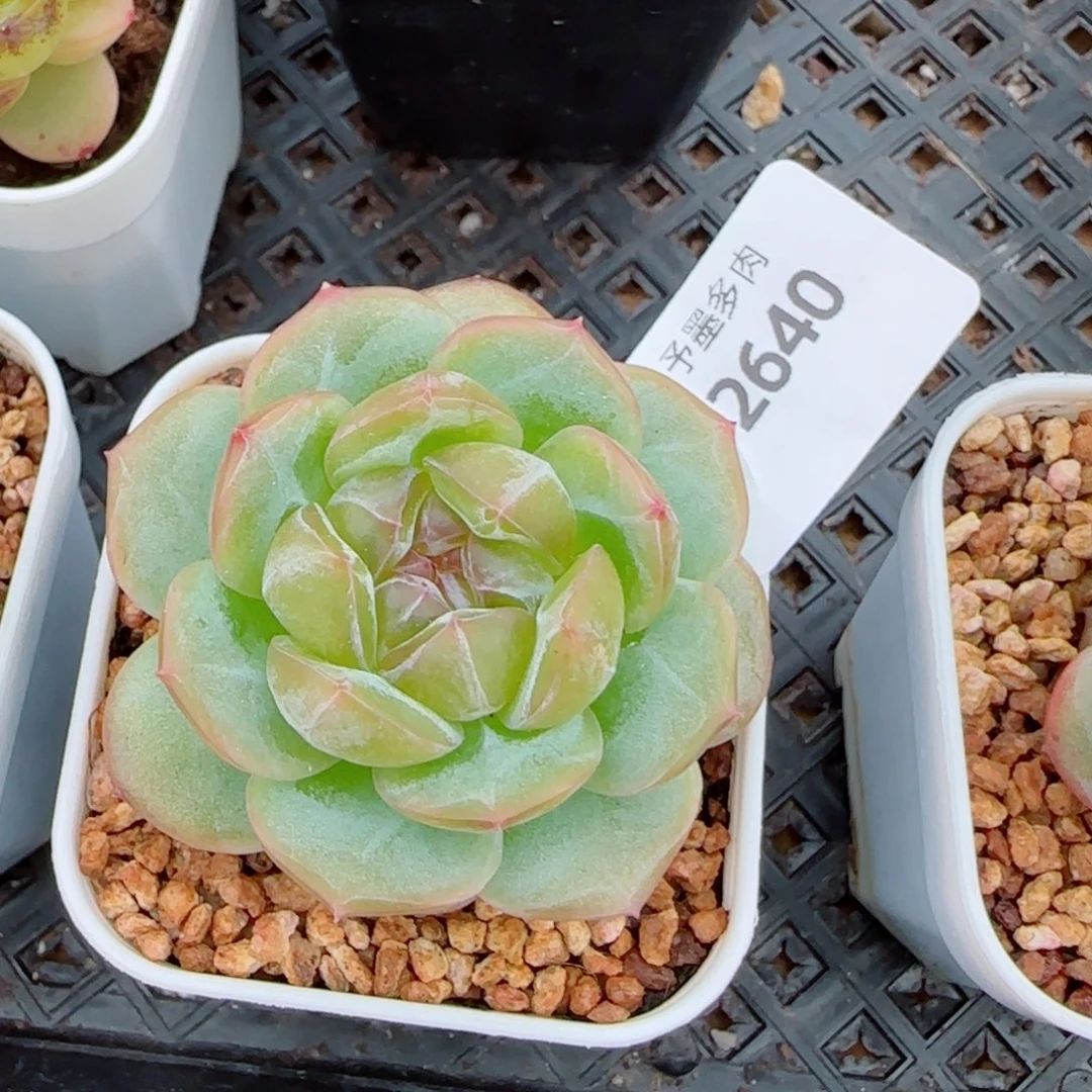 N***W栀子花，2640多肉植物
