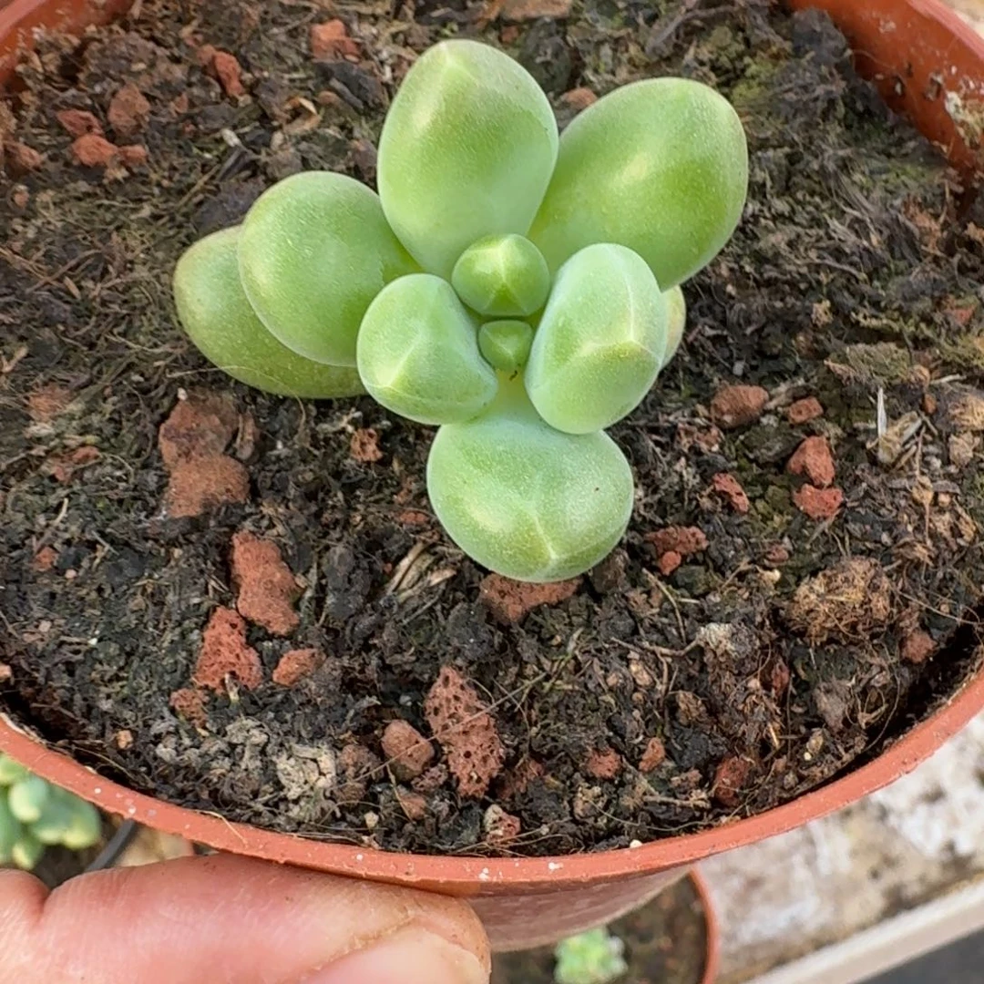 芭比亚 叶插  一物一拍