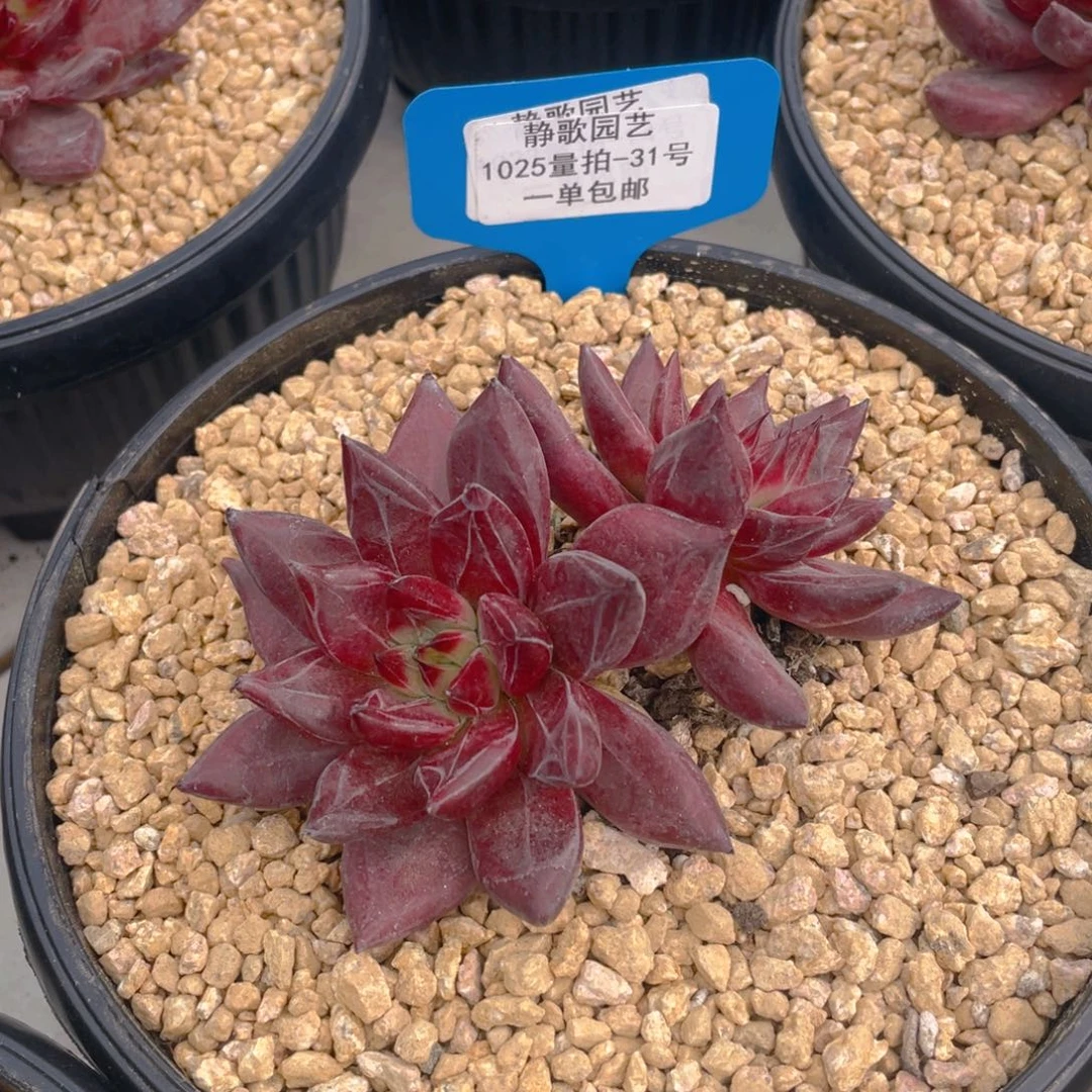 1025132-恶魔灵魂大双头一颗