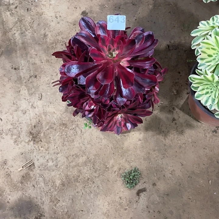 流**叶多肉法师 643