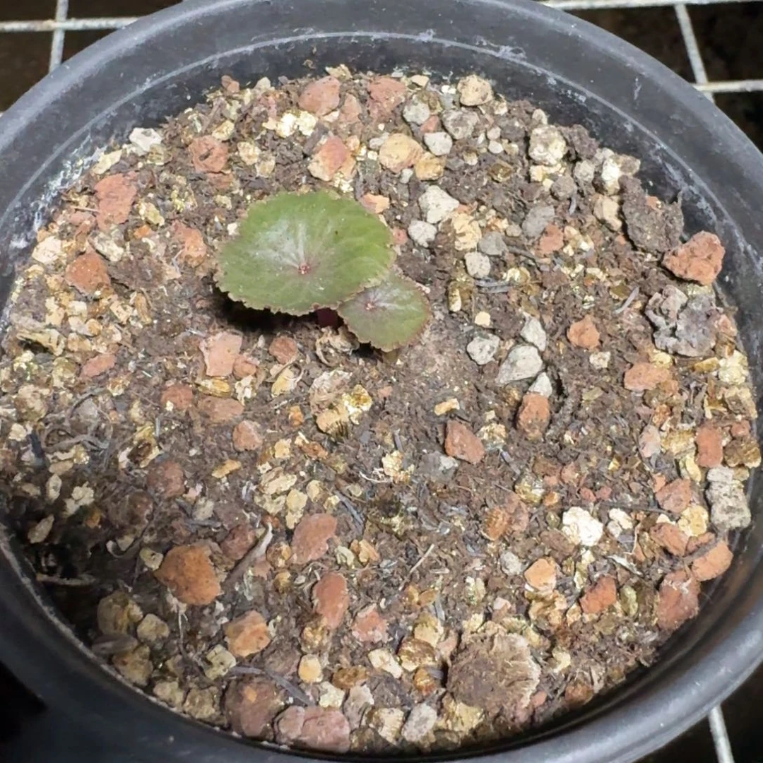 搅***娃酒杯一物一拍多肉植物一物一拍