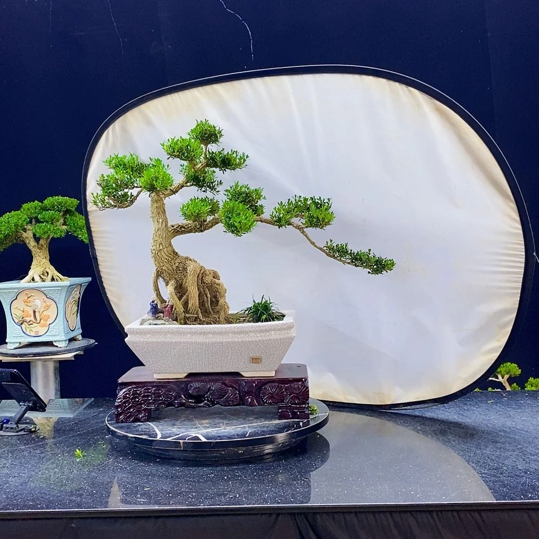 无花朵黄杨盆景造型