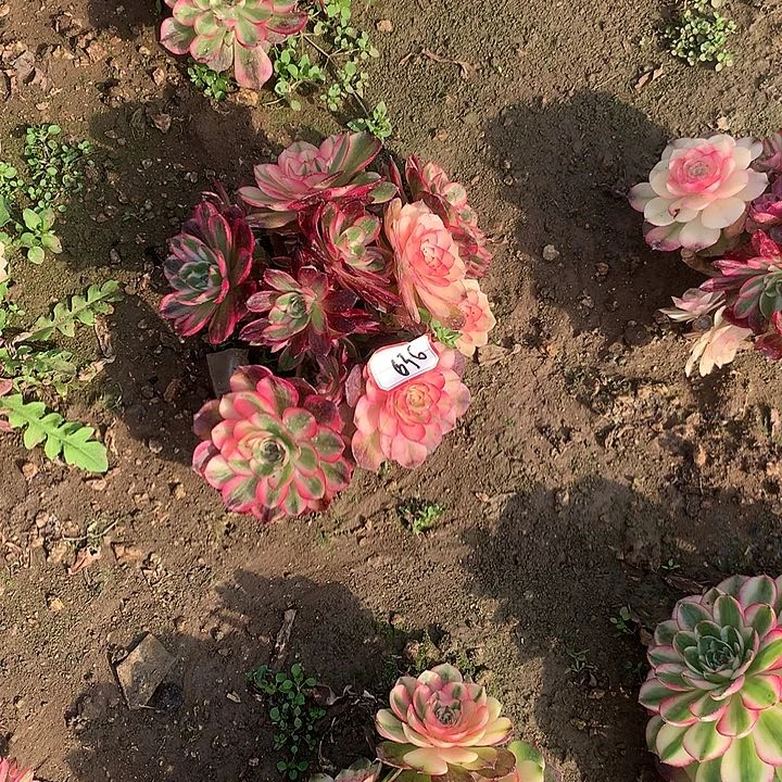 霞荔枝砍头朵朵多肉636