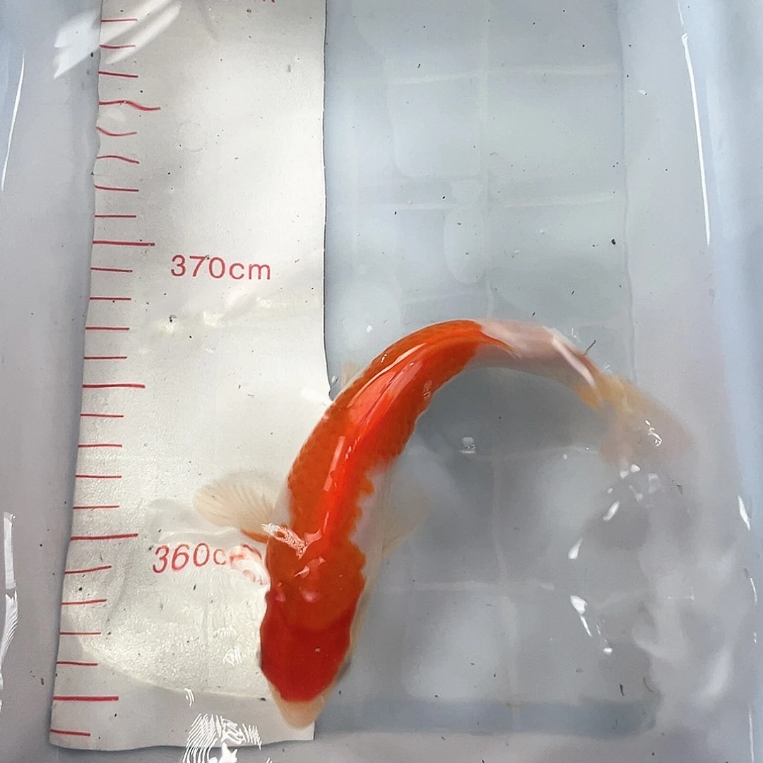 锦鲤鑫泓锦鲤养殖