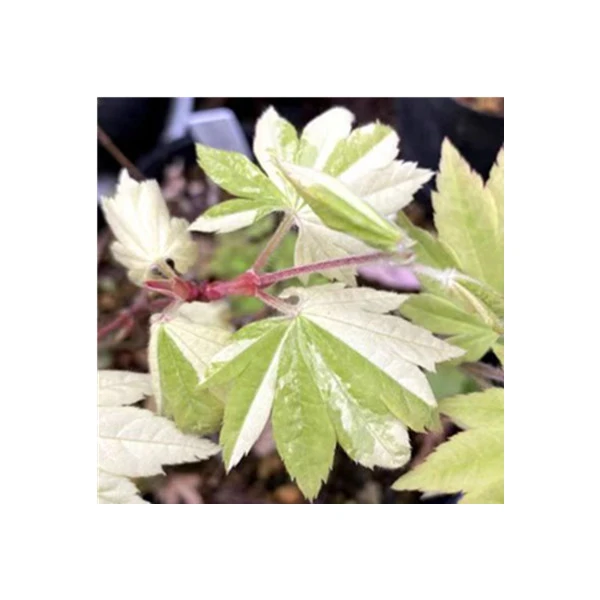 【一物一拍】盆栽苗日本枫树耐寒南北方种植庭院种植开花观叶红枫树