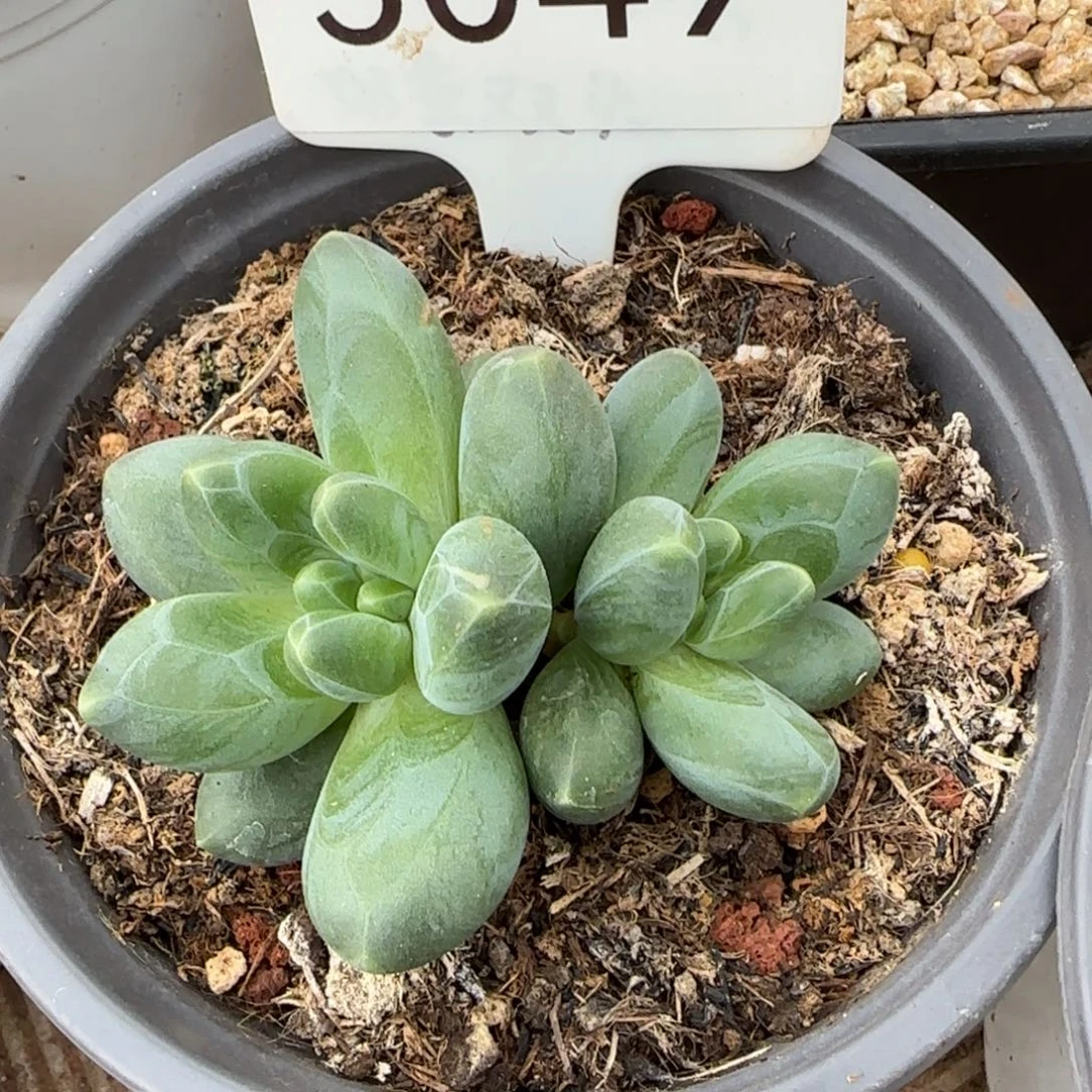 5049。      胖体卡布奇诺