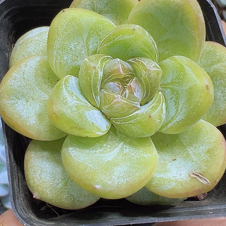 星星珍妮19包邮多肉植物