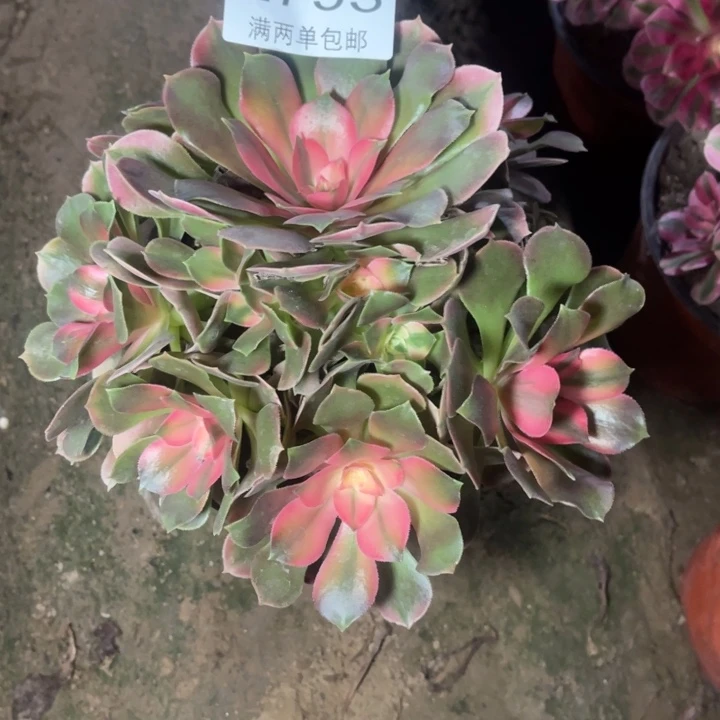 2793香妃的的的的